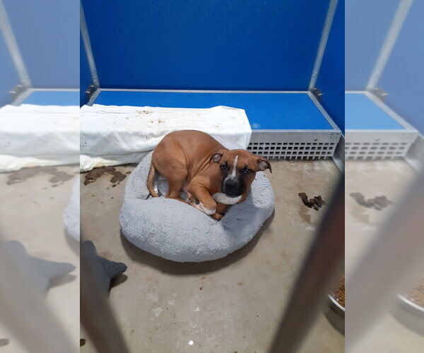 Medium Photo #2 Boxer-Staffordshire Bull Terrier Mix Puppy For Sale in Pierceton , IN, USA