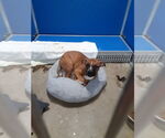 Small #1 Boxer-Staffordshire Bull Terrier Mix