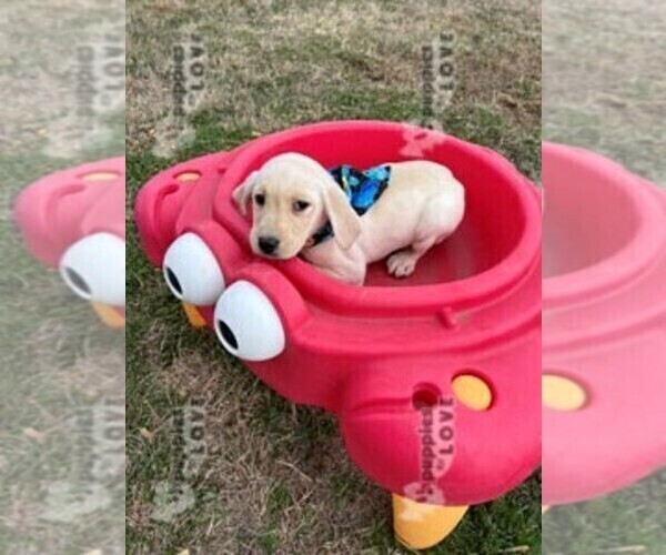 Full screen Photo #3 Labrador Retriever Puppy For Sale in SANGER, TX, USA