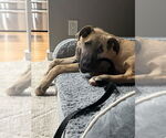 Small #5 German Shepherd Dog Mix