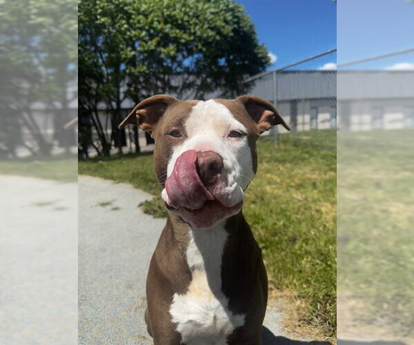 Medium Photo #3 American Bulldog-Unknown Mix Puppy For Sale in Toronto, Ontario, Canada