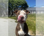 Small #2 American Bulldog Mix