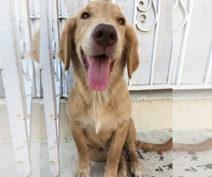 Golden Retriever Puppy for sale in SANTA ANA, CA, USA