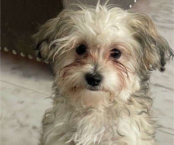 Medium Photo #11 Maltipoo (Miniature) Puppy For Sale in PALMDALE, CA, USA