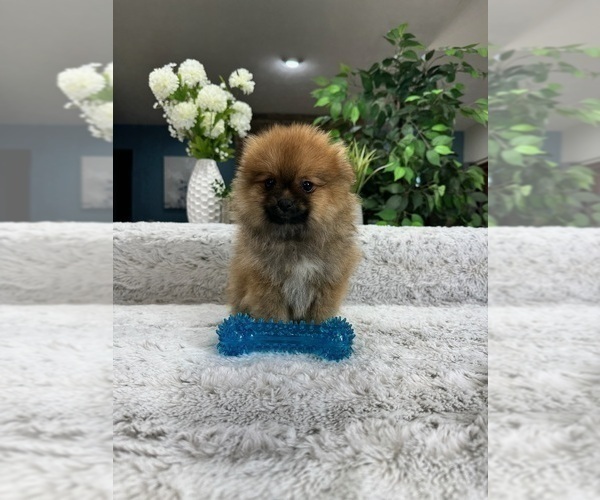 Medium Photo #2 Pomeranian Puppy For Sale in GREENFIELD, IN, USA