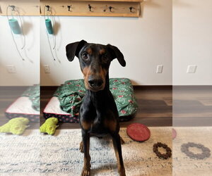 Doberman Pinscher Dogs for adoption in Minneaoplis, MN, USA