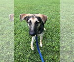 Small #2 German Shepherd Dog