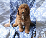 Small #3 Goldendoodle (Miniature)