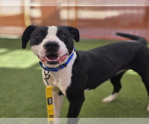 Medium Photo #1 Mutt Puppy For Sale in Las Vegas, NV, USA