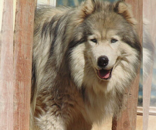Medium Photo #8 Samoyed-Siberian Husky Mix Puppy For Sale in Pacific grove , CA, USA