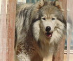 Small #7 Samoyed-Siberian Husky Mix