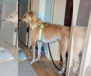 Peach - Female Labrador Retriever-Unknown Mix Dog for Adoption - Photo #8