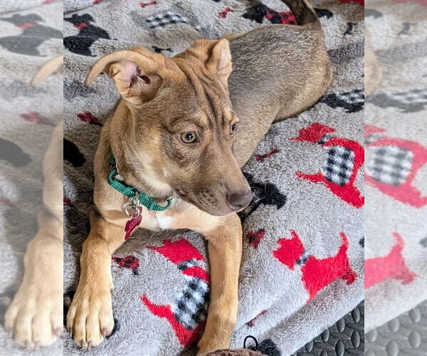 Medium Photo #3 Mountain Cur-Unknown Mix Puppy For Sale in Boston, MA, USA