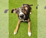 Small #1 German Shepherd Dog Mix