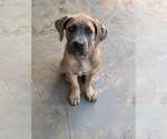 Small Photo #14 Cane Corso Puppy For Sale in ONTARIO, CA, USA