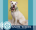 Small #12 American Pit Bull Terrier Mix