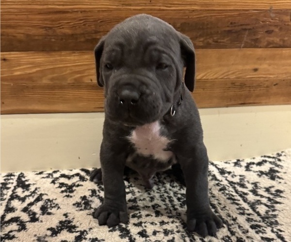Medium Photo #3 Cane Corso Puppy For Sale in BARBOURSVILLE, VA, USA