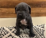 Small Photo #21 Cane Corso Puppy For Sale in BARBOURSVILLE, VA, USA