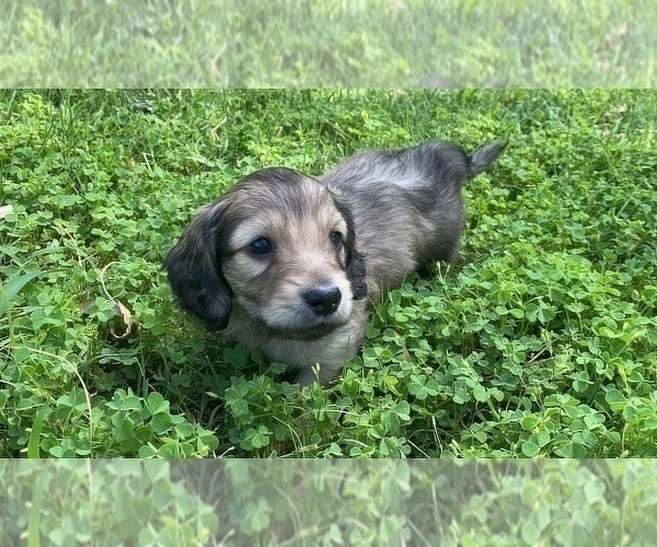 Medium Photo #9 Dachshund Puppy For Sale in SAVANNAH, TX, USA