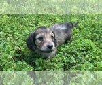 Small Photo #9 Dachshund Puppy For Sale in SAVANNAH, TX, USA