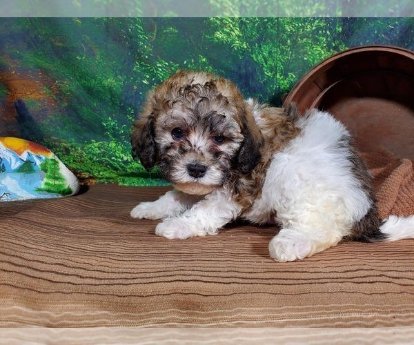 Medium Photo #3 Poodle (Toy) Puppy For Sale in COLORADO SPRINGS, CO, USA