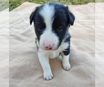 Small Photo #2 Border Collie Puppy For Sale in RANDOLPH, AL, USA