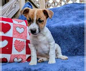 Jack Russell Terrier Litter for sale in SANDOWN, NH, USA