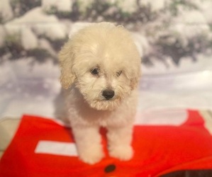 Poodle (Toy) Puppy for sale in STURGIS, MI, USA