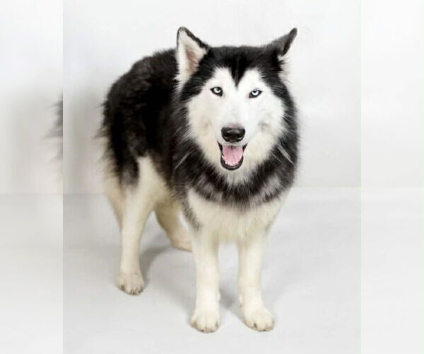 Medium Photo #2 Siberian Husky Puppy For Sale in Oak Bluffs, MA, USA