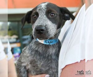 Mutt Dogs for adoption in Washington, DC, USA