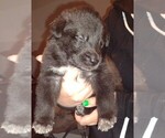Small Photo #10 German Shepherd Dog Puppy For Sale in NORTH SCITUATE, RI, USA