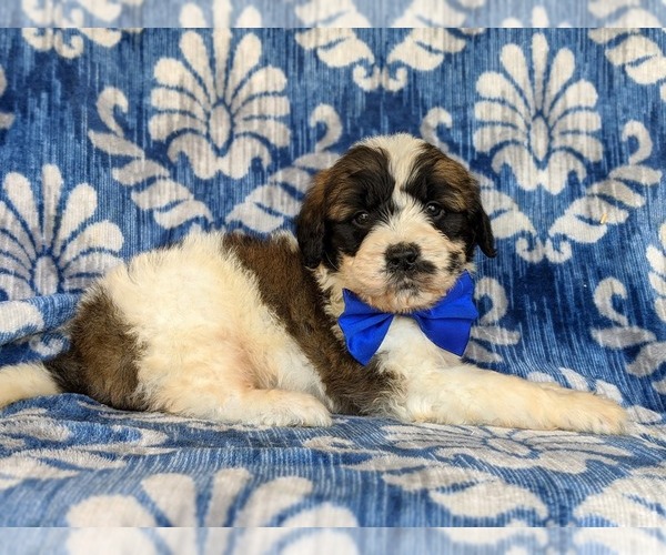 Medium Photo #5 Saint Berdoodle Puppy For Sale in OXFORD, PA, USA