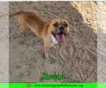 Small #2 American Bulldog Mix