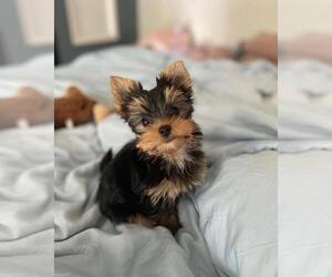 Yorkshire Terrier Dog for Adoption in NEW ORLEANS, Louisiana USA
