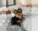 Small Yorkshire Terrier