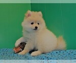 Small Photo #6 Pomeranian Puppy For Sale in PATERSON, NJ, USA