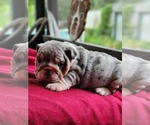 Small #2 Bulldog