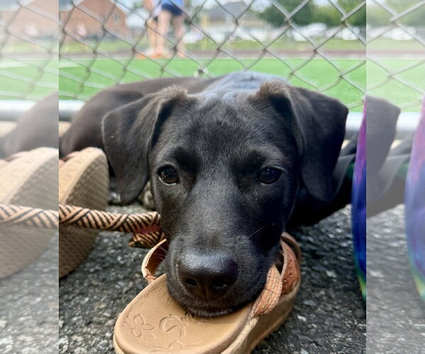 Medium Photo #2 Labrador Retriever-Unknown Mix Puppy For Sale in Jefferson, NJ, USA