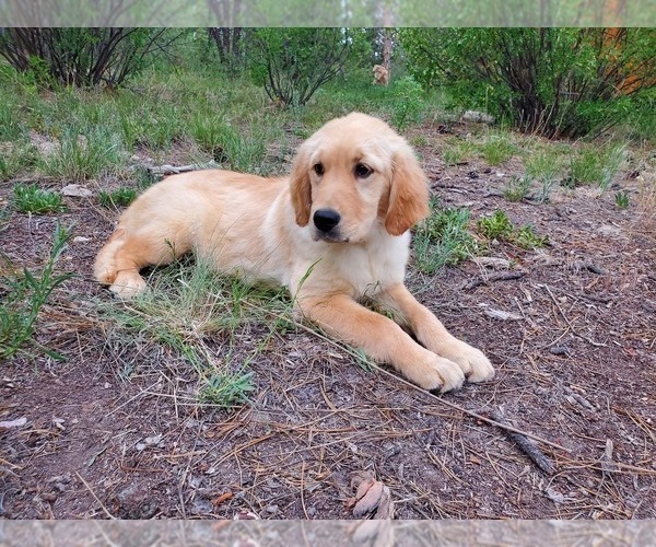 Medium Photo #6 Golden Retriever Puppy For Sale in PEYTON, CO, USA