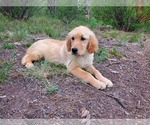 Small Photo #6 Golden Retriever Puppy For Sale in PEYTON, CO, USA