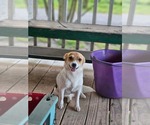 Small #1 Chihuahua Mix