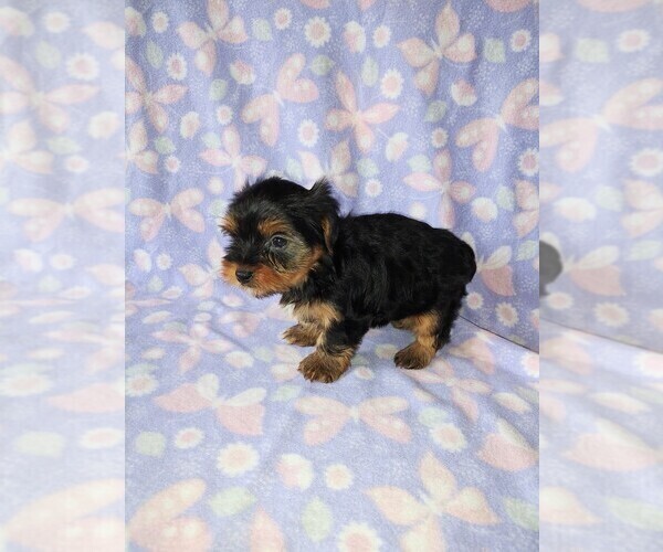 Medium Photo #5 Yorkshire Terrier Puppy For Sale in LAPEER, MI, USA