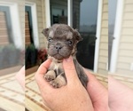 Puppy Lightning French Bulldog