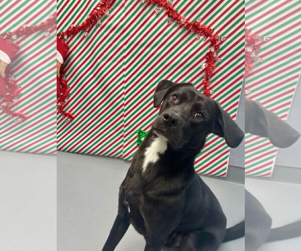 Medium Photo #1 Labrador Retriever-Unknown Mix Puppy For Sale in Hilton Head, SC, USA