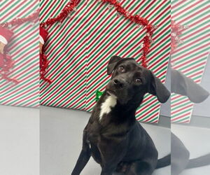 Labrador Retriever-Unknown Mix Dogs for adoption in Hilton Head, SC, USA