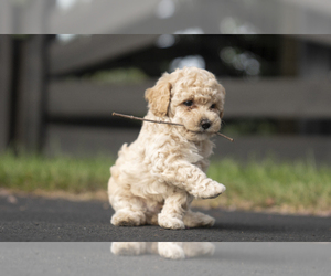 Bichpoo-Maltipoo Mix Puppy for sale in LEESBURG, VA, USA