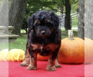 Aussiedoodle Miniature  Puppy for sale in FREDERICKSBURG, OH, USA