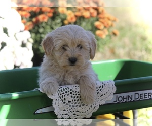 Poodle (Miniature)-ShihPoo Mix Puppy for sale in CENTRALIA, IL, USA