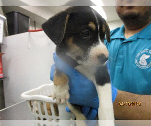 Medium Photo #1 Mutt Puppy For Sale in Oklahoma City, OK, USA