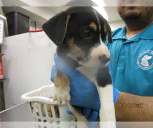 Mutt Dogs for adoption in Oklahoma City, OK, USA